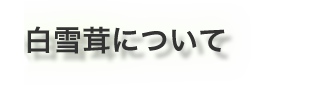 白雪茸について